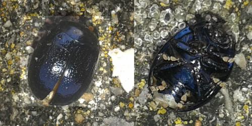 Réf. 342 054 : Chrysolina haemoptera